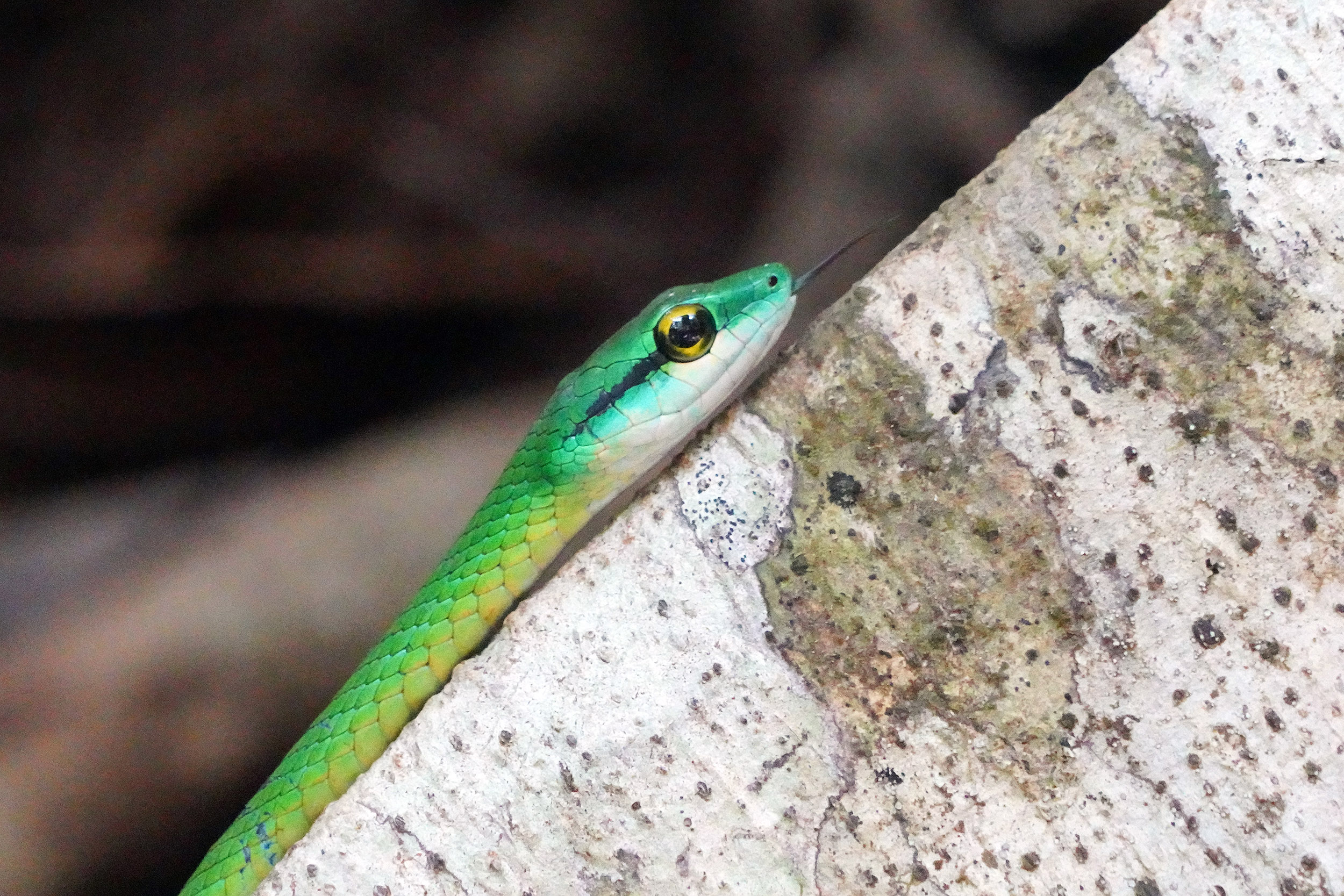 Costa Rica - Février 2025